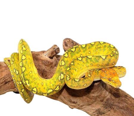 Yearling Biak Green Tree Python for sale