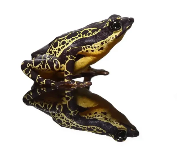 Yellow Harlequin Toad for sale