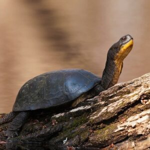 Blandings Turtle for Sale