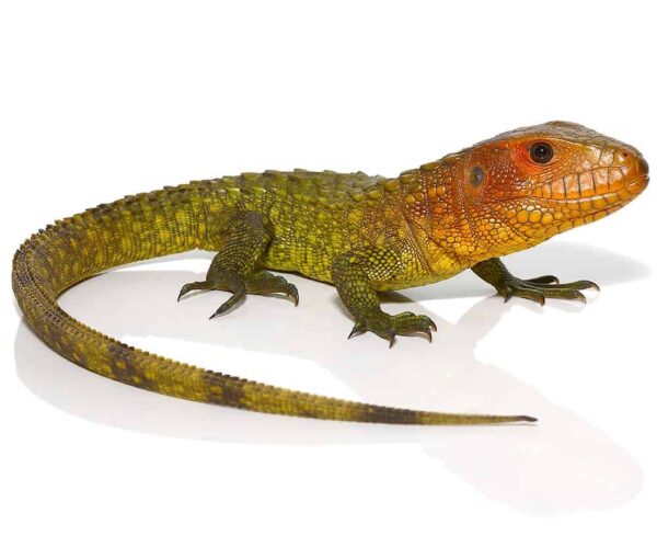 Caiman Lizard for sale