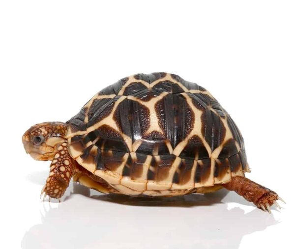 Indian Star Tortoise for sale