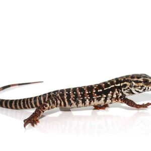High White Red Tegu for sale