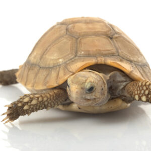 Elongated Tortoise for Sale