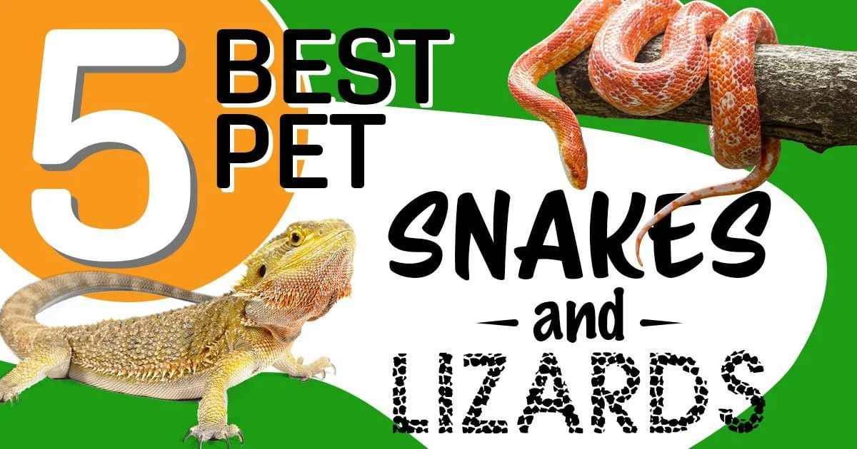5 Best Pet Lizards & Snakes of 2023