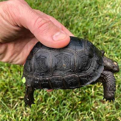 Aldabra tortoise for sale