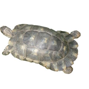 Marginated Tortoise for Sale