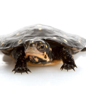 Spotted Turtle for Sale