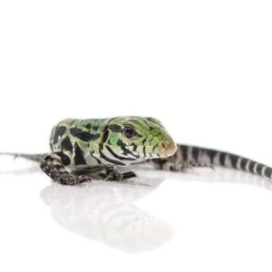 Argentine Black and White Tegu for sale