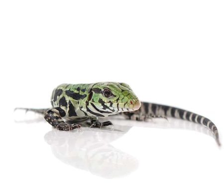 Argentine Black and White Tegu for sale