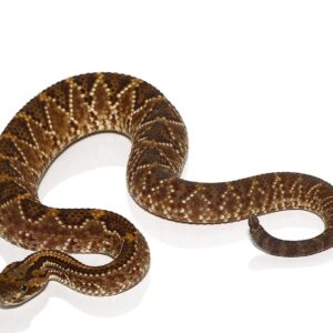 Cascabel Rattlesnake for sale
