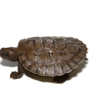 Painted River Terrapin Turtle for sale