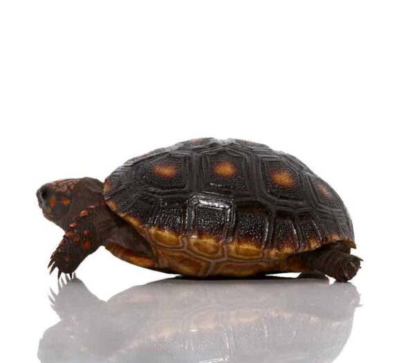 Redfoot Tortoise for sale