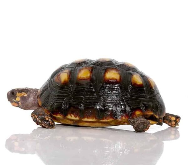 Colombian Redfoot Tortoise for sale