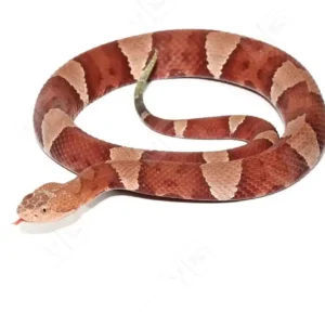 Southern Copperhead Snake for sale