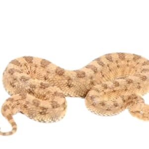 Desert Horned Viper for sale