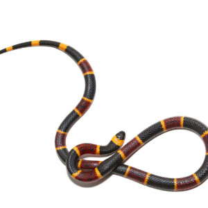 Eastern Coral Snake for sale