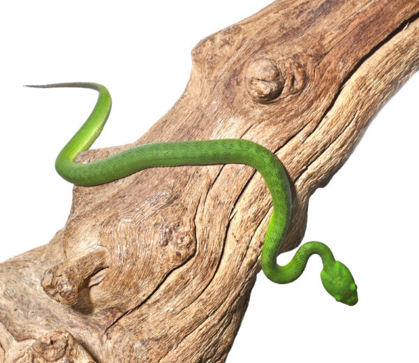 Green Komodo Island Viper for sale
