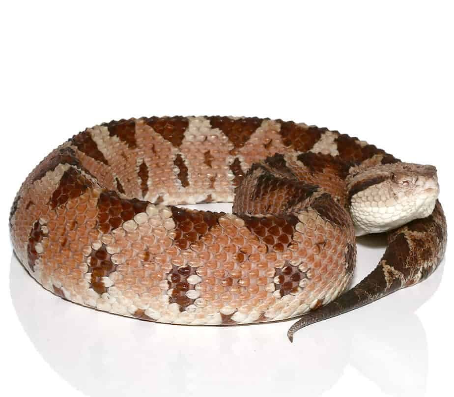 Honduran Jumping Pit Viper for sale