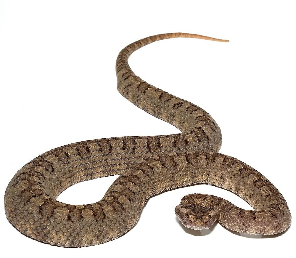 Horned Pit Viper for sale