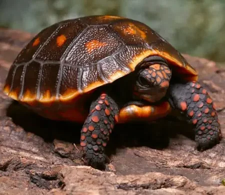 Melanistic Red Foot Tortoise for sale