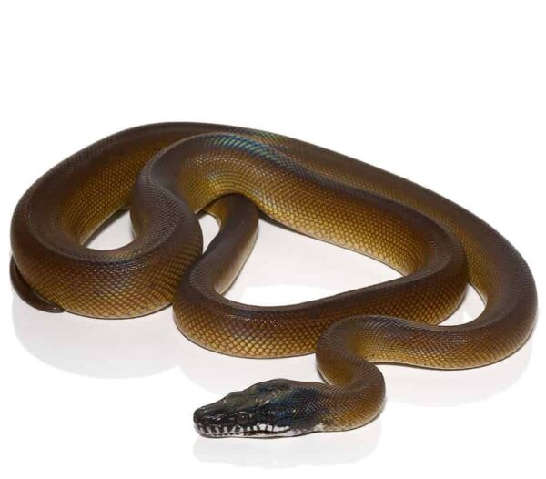 D’Alberts White Lipped Python for sale