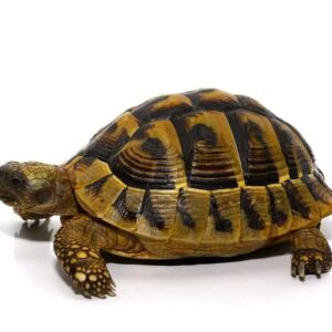 Hermann’s Tortoise for sale