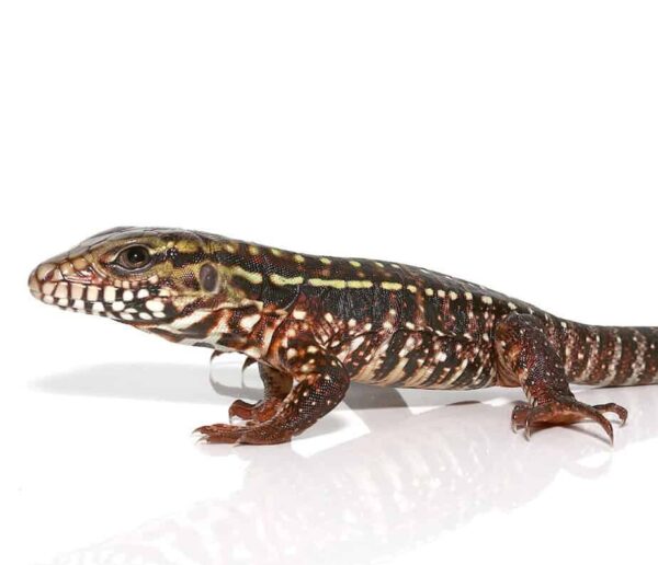 Pink Panther Tegu for sale