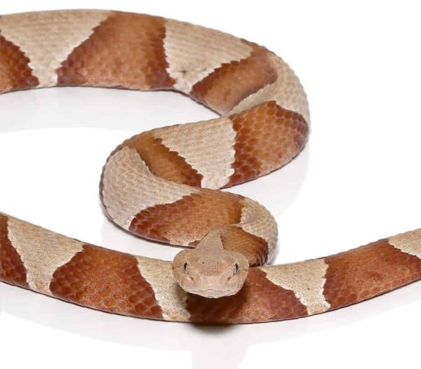 Broad Banded Copperhead Snake for sale