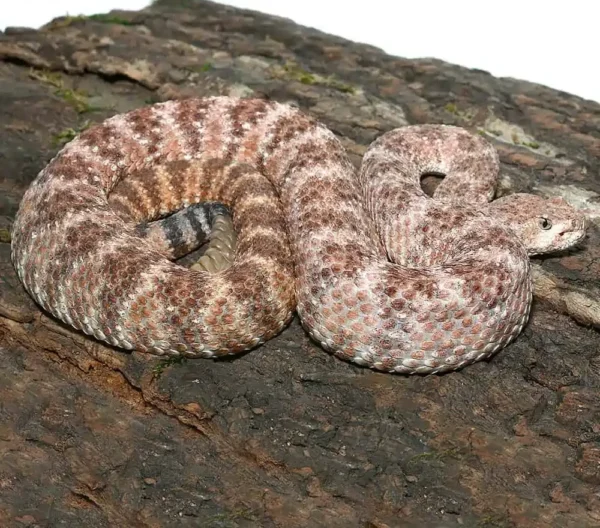 Speckled Rattlesnake for sale