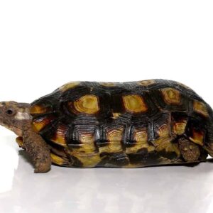 Speke’s Hingeback Tortoise for sale