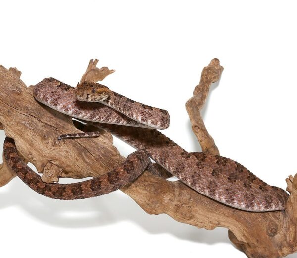 Three Horned Scaled Pit Viper for sale