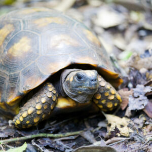 Yellow Foot Tortoise for Sale