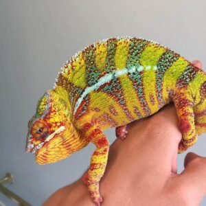 Designer Cross Panther Chameleon for sale