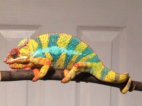 Yellow Body Blue Bar Ambilobe Panther Chameleon for sale